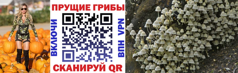 Псилоцибиновые грибы прущие грибы  где найти   Пущино 